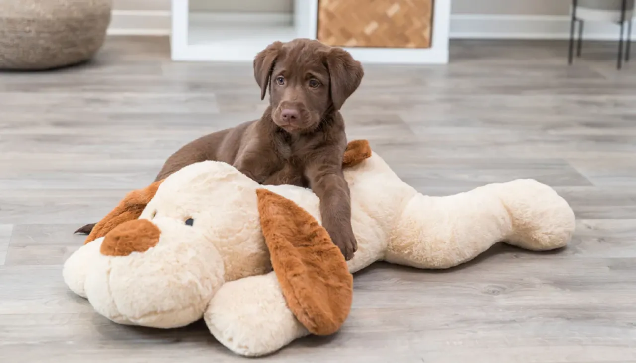 Ankuschelhund Benny